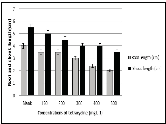 Root and Shoot length of Vigna radiata exposed with the different concentration of TetracyclineFigure.