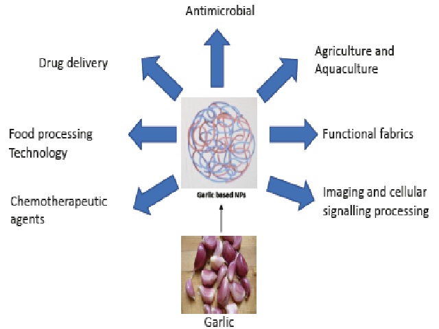 Biomedical applications of garlic based nanoparticles
