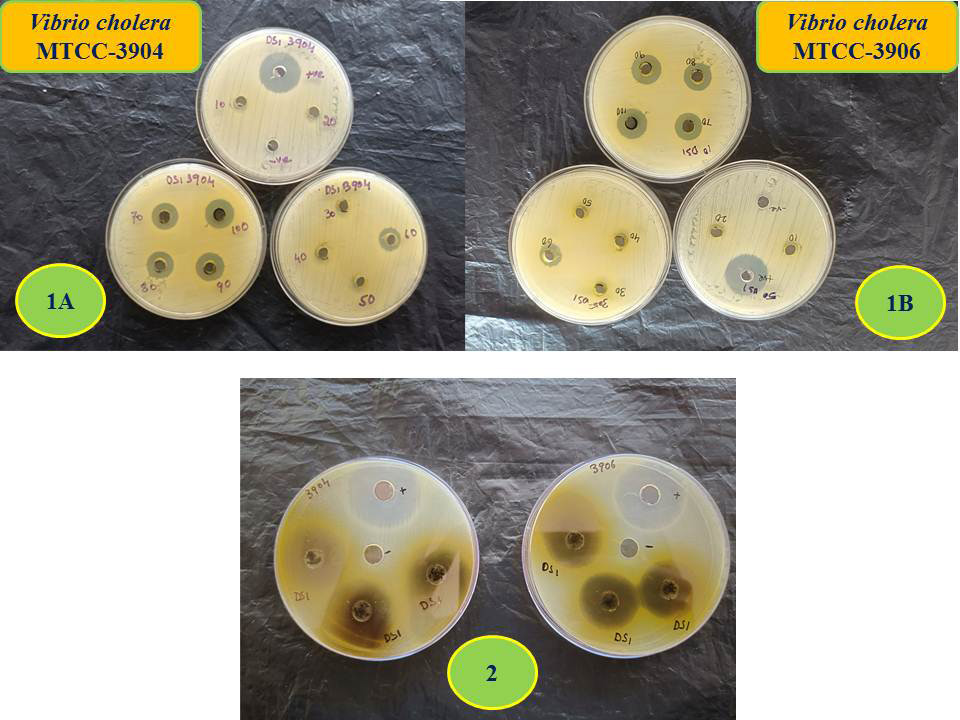 Antibacterial activity of methanol extract of C. verum leaves resulted zone of inhibition (mm) of bacterial strains