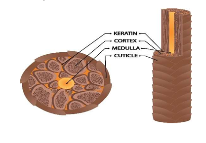 Cross section of the hair shaft.