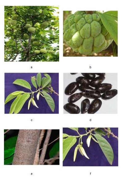 (a) Sugar Apple (Annona Squamosa L.) Tree [42]; (b) Fruit; (c) Leaves; (d) Seeds;   (e) Bark; (f) Flower [7]  constituents existing in the fruits of   Annona Squamosa L. (Figure 1b)   are noorcorydine, isocorydine, liriodenine,  and norushinsunine. Annona Squamosa L.  leaves (Figure 1c) are rich in alkaloid  compounds such as aporphine, roemerine,  rhamnoside, norisocoryline, and quercetin-3 o-glucoside.   The bark of Annona Squamosa L. (Figure 1e)  contains  acetogenins.  For  example,  squamone, squammotacin, annosquamosins  A, B cyclopeptides, and 2, 4 cis and trans  squamoxinone. The chemical compounds  that available in the seeds of Annona  Squamosa L. (Figure 1d) are annonastatin,  asimicin, and squamocin.