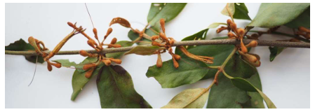 Flowers and leaves of Scurrula ferruginea on its stalk