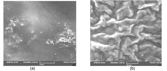 SEM Images of tapioca starch packaging film without Zinc oxide nanoparticles; (b)  SEM Analysis of tapioca starch packaging film embedded with Zinc Oxide nanoparticles