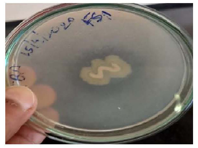Lysinibacillus macroides FSI showing zone of clearance on TBA media