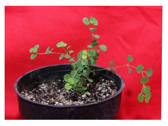 Regenerated plant of Drymaria cordata