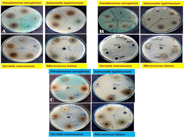 Antimicrobial activity of silver nanoparticles using (a) Flower; (b) Leaf; (c) Seed of Ipomoea quamoclit against the tested pathogens using agar well diffusion assay