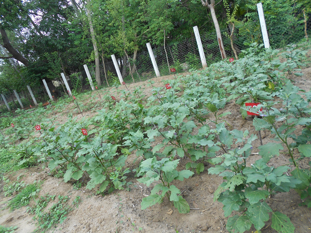 Field trial of Brinjal var. Annamalai