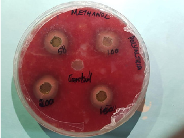 Methanol Extract of Polyalthia longifolia on P.acne