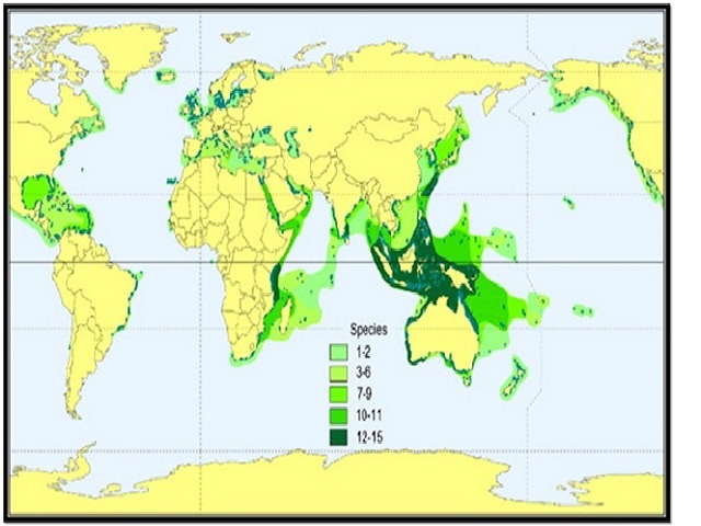 The geographical distribution of seagrass (9).