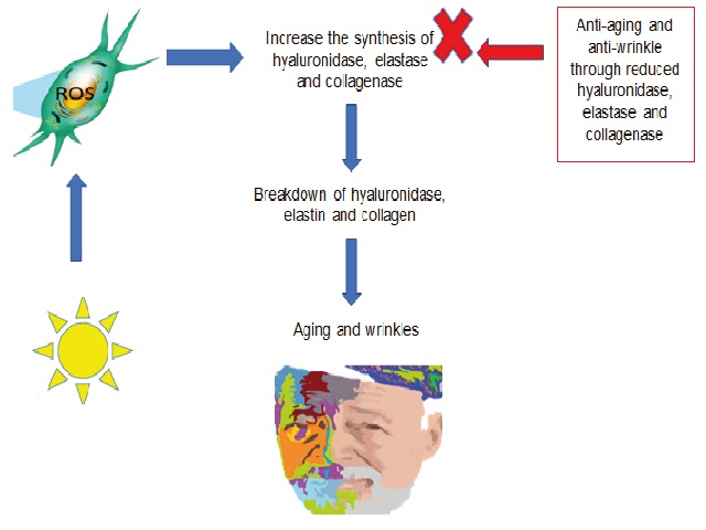 Basic mechanism of skin aging