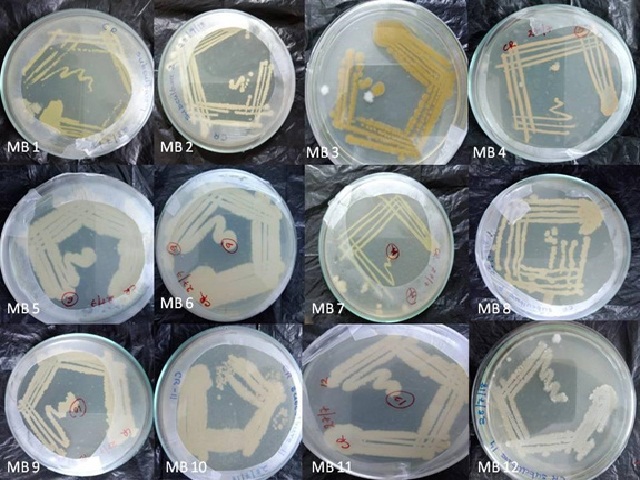 MB1- MB12 bacterial isolates from water treatment tank isolated on NA
