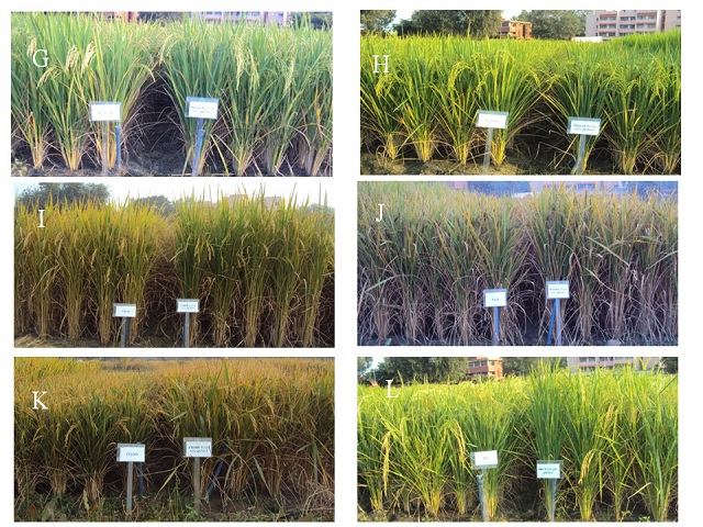 Plant architecture of qGN4.1 QTL-NILs (right side) of rice (Oryza sativa) as compare to their recipient parents (left side): (G) Sarjoo 52; (H) Pusa 44; (I) CSR 30; (J) Ranjit ; (K) CR 1009 ; (F) Pusa Basmati 1 (PB 1).