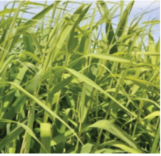 leaves of Phragmites australis