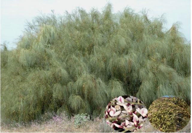 Retama Raetam shrub flowers and  seeds