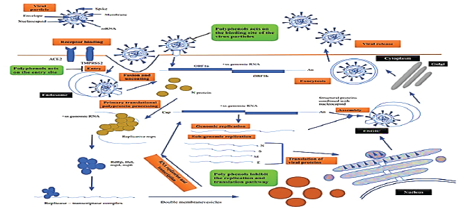 The SARS-CoV-2 virion and lifecycle depicting the application of polyphenols in battling COVID-19.