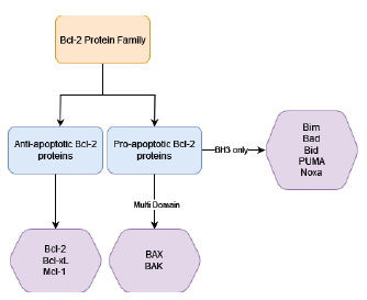 Classifi cation of Bcl-2 Protein Family