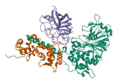 3D Structure of calcineurin-cyclosporin-cyclophilin with PDBid: 1MF8. (https://www.rcsb.org/ structure/1MF8)