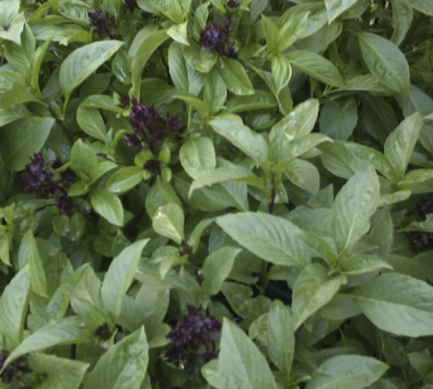 Sweet basil leaves