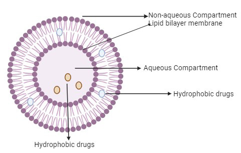 Structure of niosomes