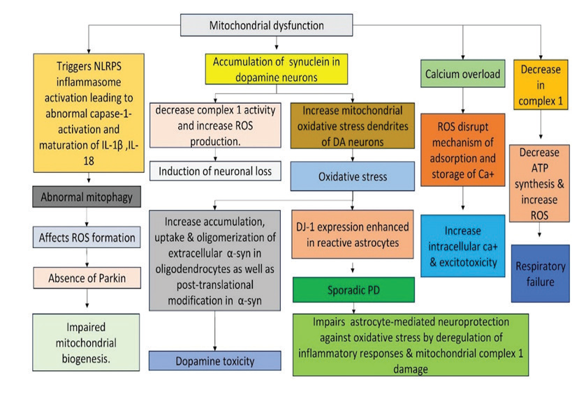 Flowchart of Mitochondrial dysfunction on Parkinson’s disease.