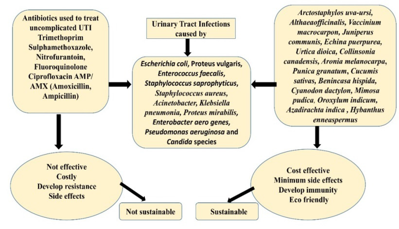 An overview of urinary tract infection, causal organisms, herbs that can be effectively used to treat UTI are shown in the figure.