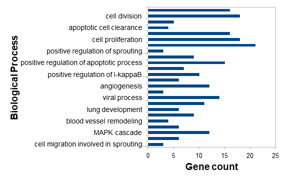 Common biological processes enriched in upregulated DEGs