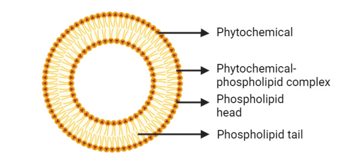 Structure of Phytosome