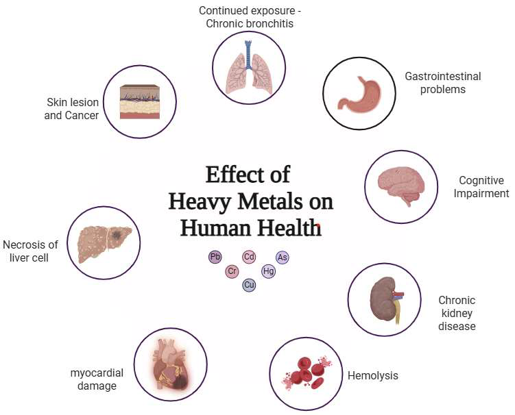 Toxicity and Effects of Heavy Metals on Human Health due to prolonged Exposure