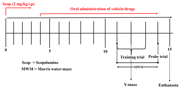 Scheme of the experimental procedure.