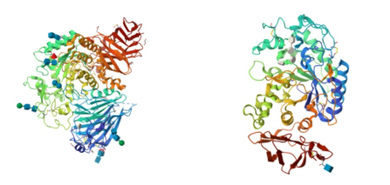 3D structure of alpha amylase and alpha glucosidase
