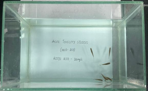 Glass Tank containing 7 zebrafishes for acute toxicity studies