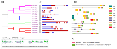 a) The phylogenetic tree was constructed by MEGA v11.0 with the NJ method. b) Structures of the 15 putative OsDHSRP genes where red colour indicates exon, blue colour is UTRs and grey line is introns. c) Motif structure of homologous proteins. The different motifs are designated by different colours. d) Structure of C3HC4 zinc finger domain. e) Conserved domains and their sequence which are present in all homologs