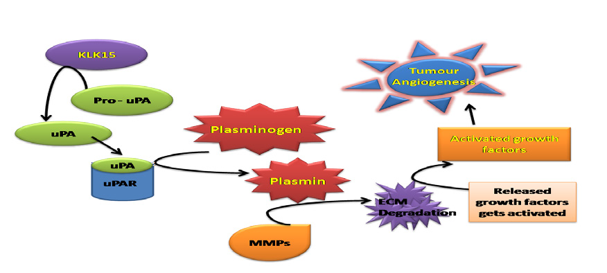 Biochemical pathway of KLK-15 protein: Activation of plasmin by KLK-15 via the uPA and uPAR activation, leading to the degradation of ECM components by MMPs to regulate tumour angiogenesis.