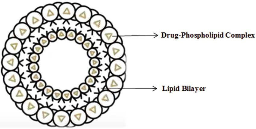 Structure of phytosome
