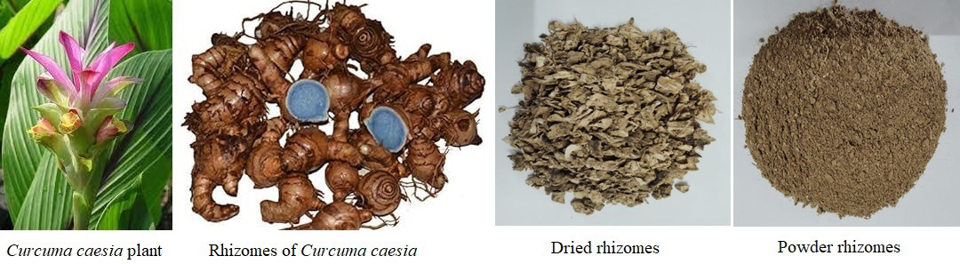 Collection of Plant (Curcuma caesia) material