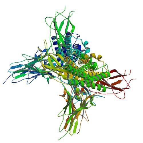 Structure of Filgrastim