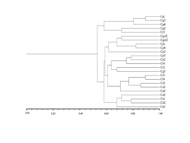 Dendrogram showing genetic relationship among the Candida isolates based on 30 microsatellites markers.