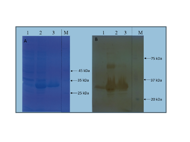 SDS PAGE. B. Western blot analysis of GVAC09 recombinant protein