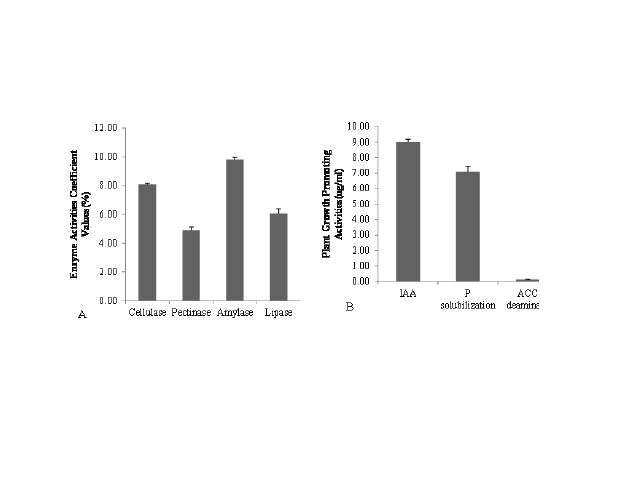 Plant growth- promotion activities of Pj2 endophytic bacteria. (A) Extracellular enzymes (Cellulase, Pectinase, Amylase, Lipase) (B)