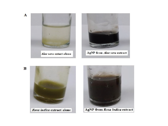 Colour change of Aloe vera (A) and Rosa indica (B) leaf extract during the synthesis of AgNP.
