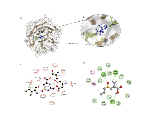 Interacting of Mtb proteins with alliin 