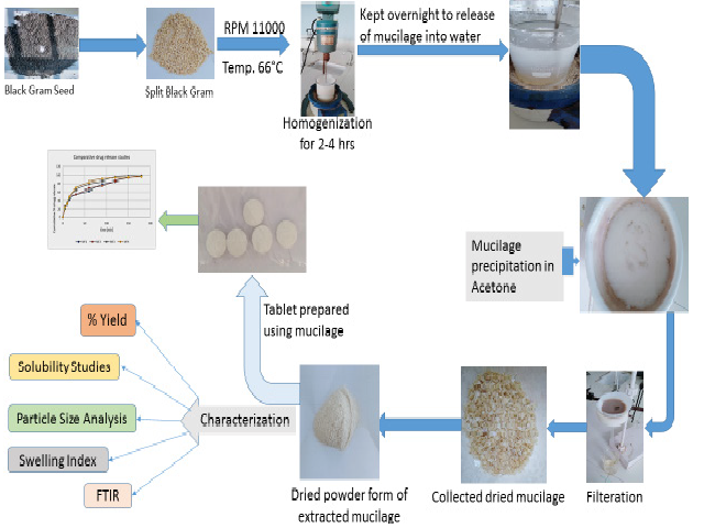 Extraction and Physiochemical Characterization of Black Gram Mucilage for Potential Use as Pharmaceutical Excipient