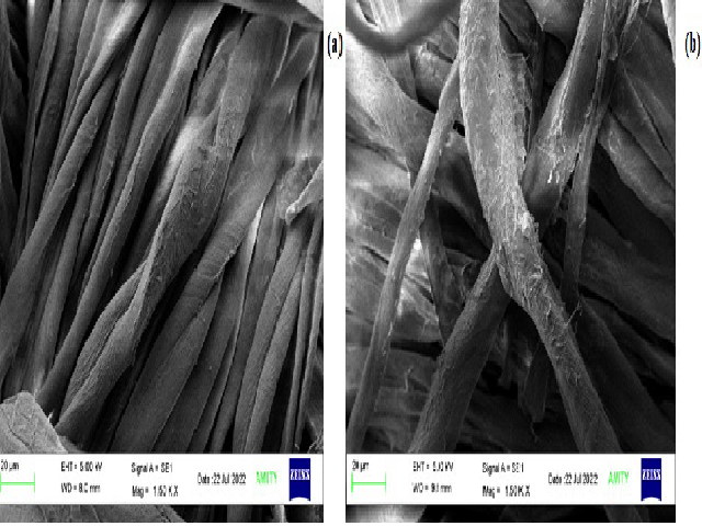 SEM a) control;b) mixture of Peel and Corm. Fabric treated with corm is showing serrated edges
