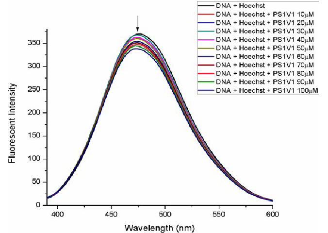 Fluorescence Emission Studies of the Complex PS1V1 in the Presence of Hoechst- DNA