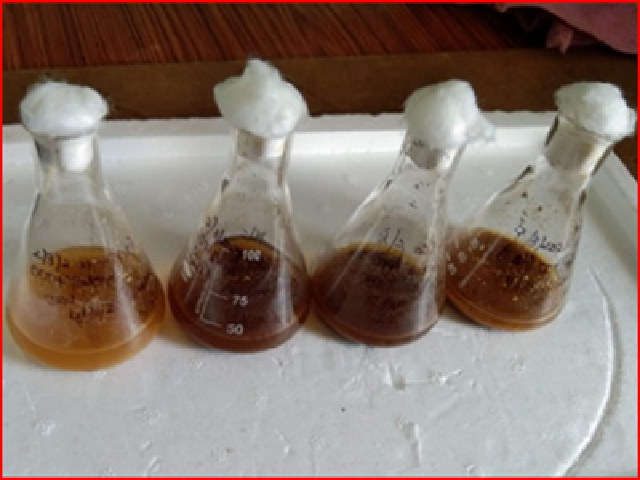 The Fungal substrate of DDT de-grades 7d incubation (b) The fungal substrate of DDT degrades 28 d incubation.