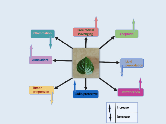 Mechanism of action of bioactive con-stituents of Piper betel in cancer prevention/treatment