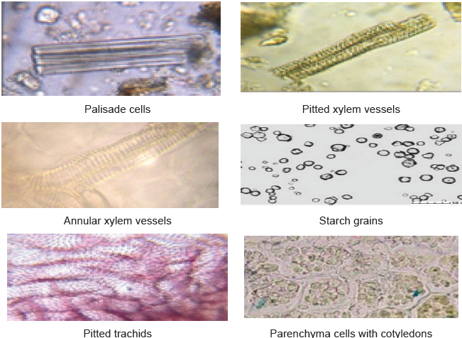 Powder microscopy of seed powder of Rumex vesicarius